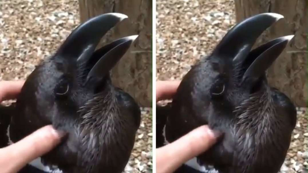 Coelho ou corvo? Vídeo viral está dividindo as pessoas