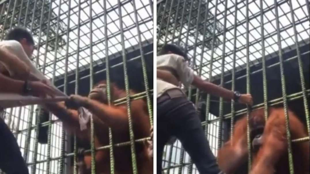 Visitante pula barreira para gravar vídeo e é agarrado por orangotango em zoológico
