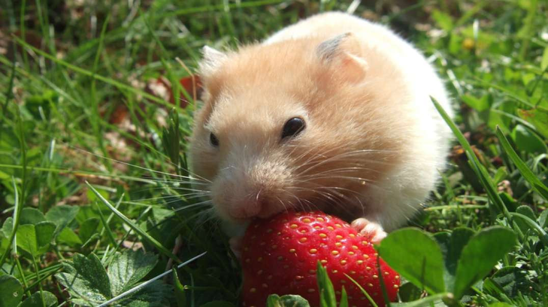 Hamster Pode Comer Morangos?