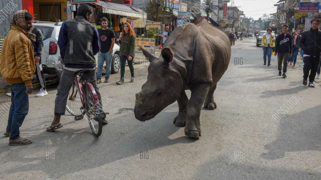 Rinoceronte anda tranquilamente por uma cidade no Nepal