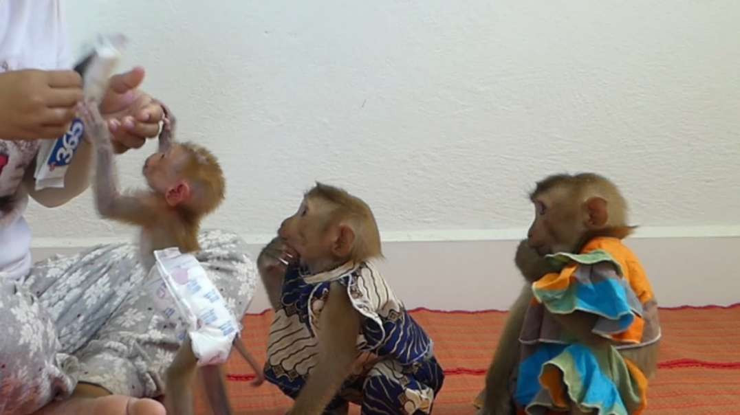 Macacos !  Senhora Alimentando Os Macacos