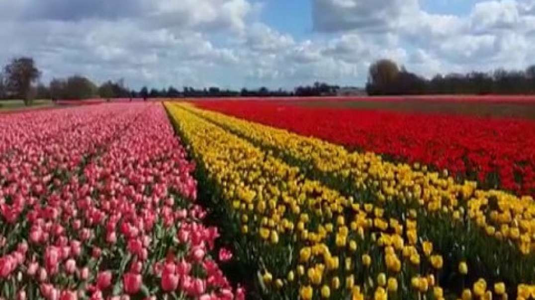 Flores e Campos de Tulipas na Holanda