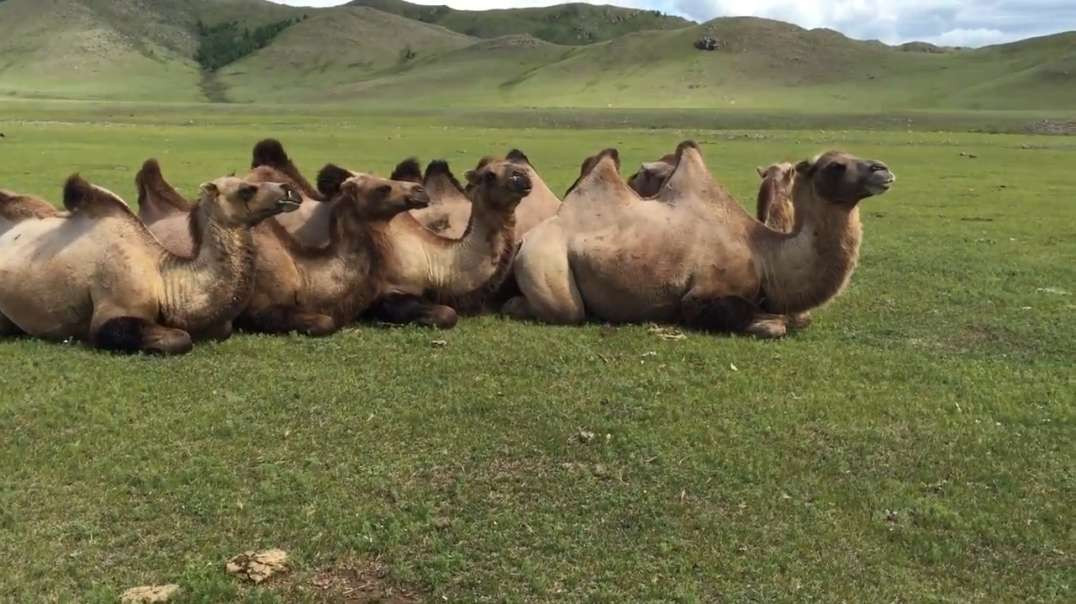 Esses camelos são criaturas majestosas. O que você perguntaria a eles?