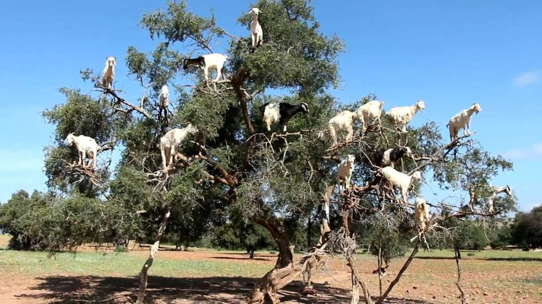 A verdadeira história por trás das cabras que sobem em árvores no Marrocos