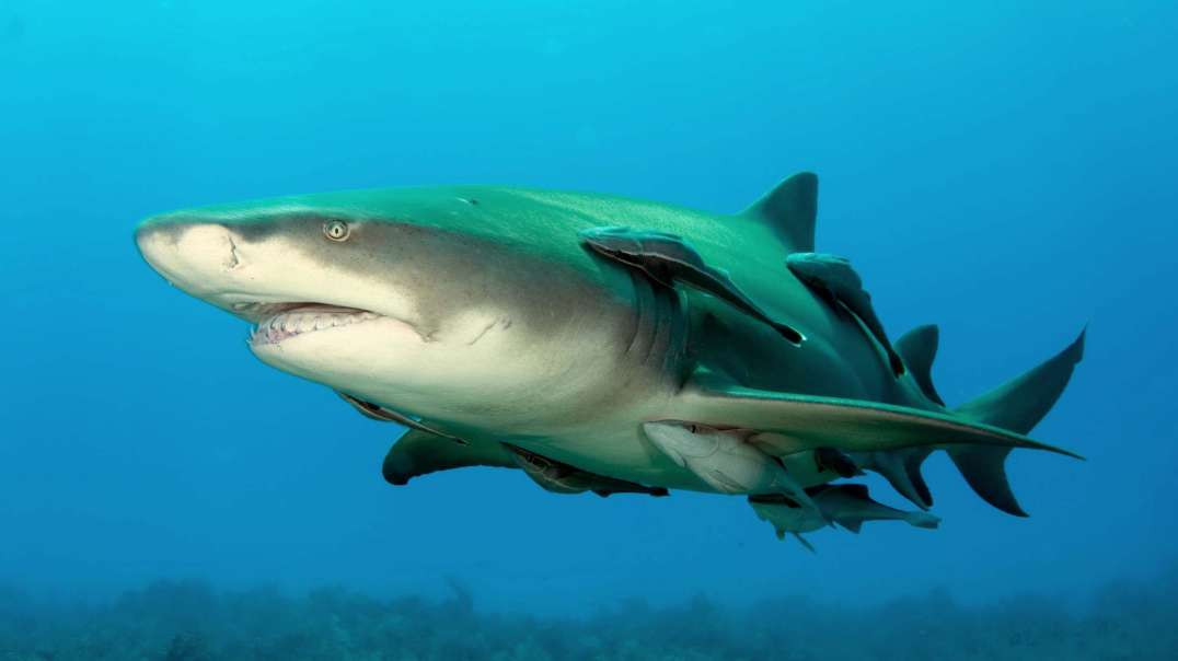 Tubarões-limão em um mergulho  !