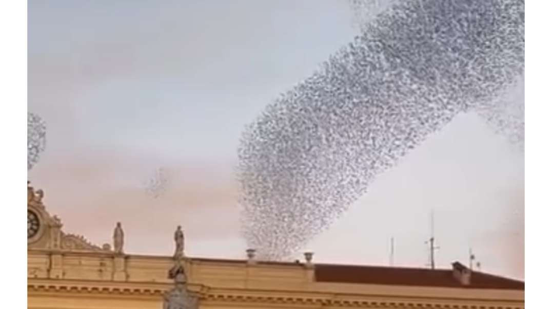A dança dos pássaros na Itália, o fenômeno conhecido como "mumuration"