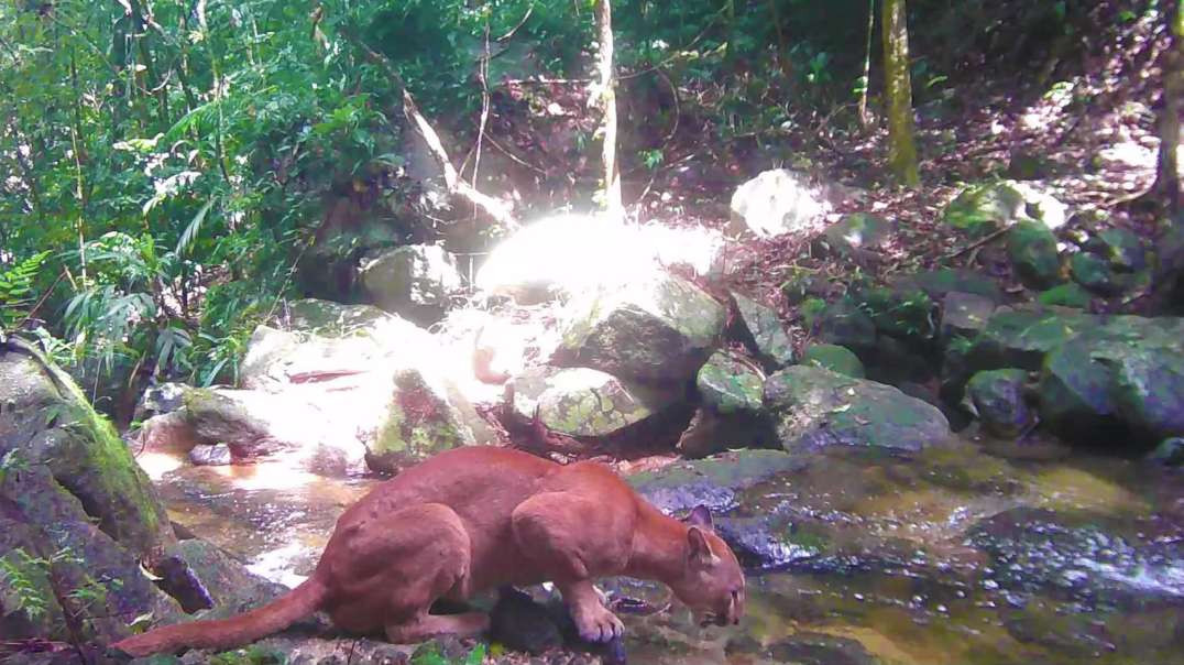 ONÇA ÁGUA | Onça parda foi flagrada bebendo água  em Cachoeiras de Macacu