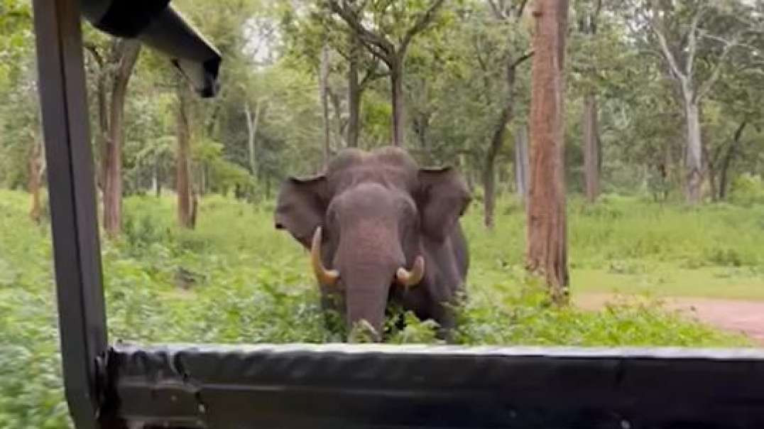 Olha a habilidade que este motorista teve para escapar da furia do Elefante