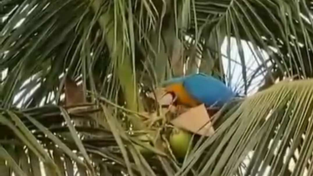 Lindos ! Papagaios do Pantanal MS