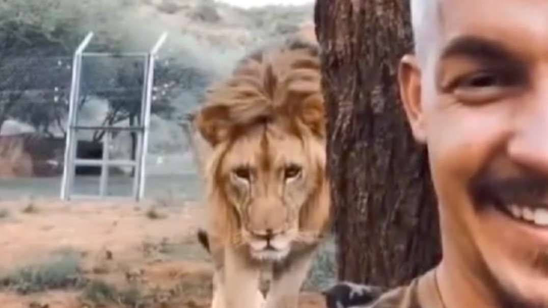 Leão! e o tratador amigo