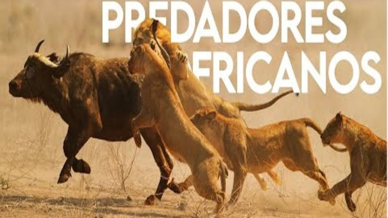 PREDADORES AFRICANOS | DOCUMENTÁRIO | VIDA SELVAGEM