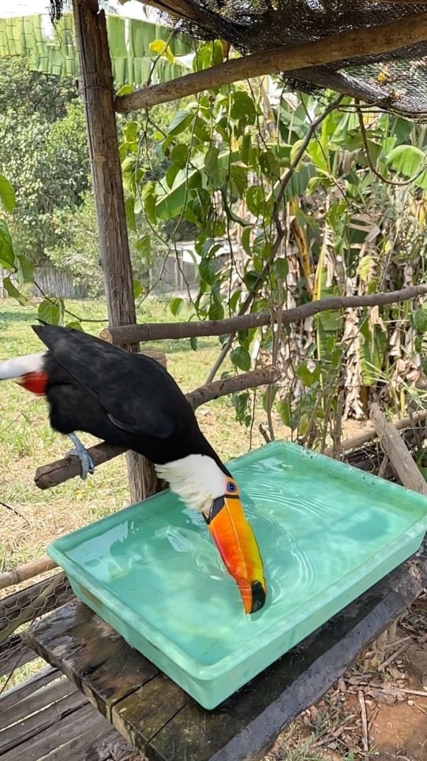 Parque dos Pássaros  Tucano !