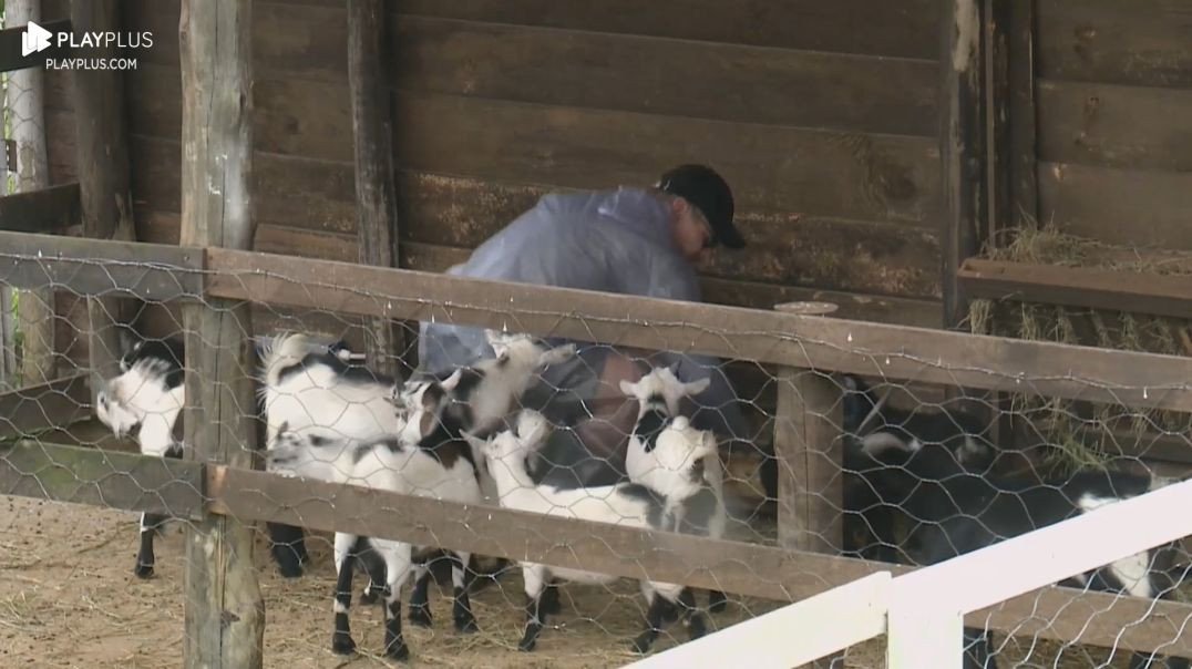 ⁣Sacha se encanta durante trato das mini-cabras: 'Meus amores'