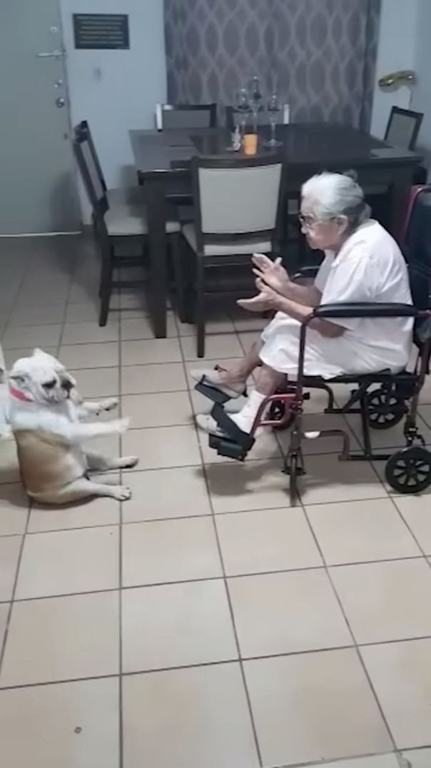 Cachorro Hilário Dança enquanto a vovó canta!