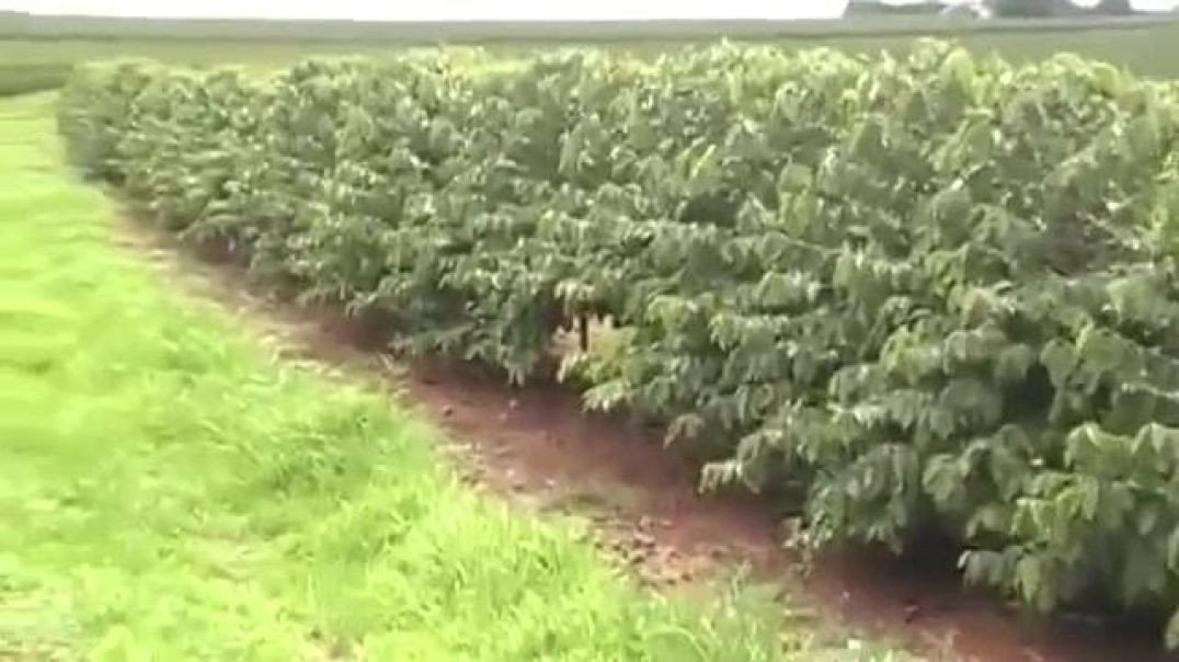“Olhando O cafezal”