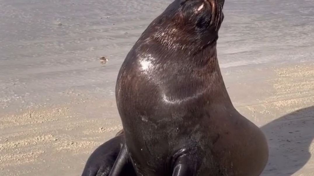 Um leão-marinho foi flagrado curtindo o sol na faixa da areia.