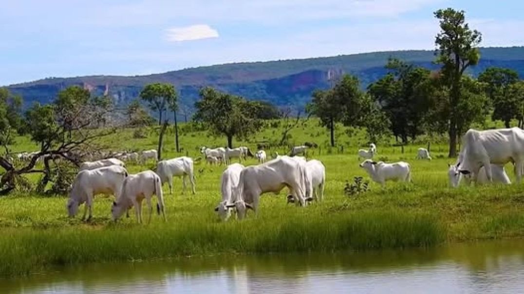 Fazenda Boi De Engorda