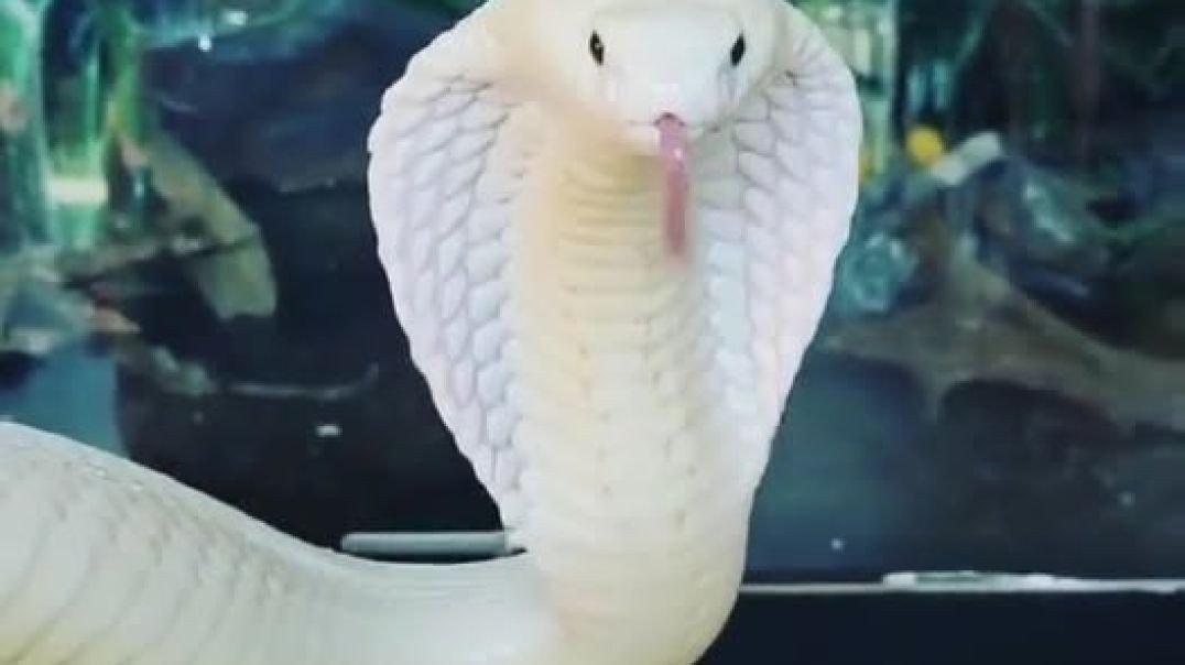 Uma pessoa mentirosa é pior que uma cobra venenosa
