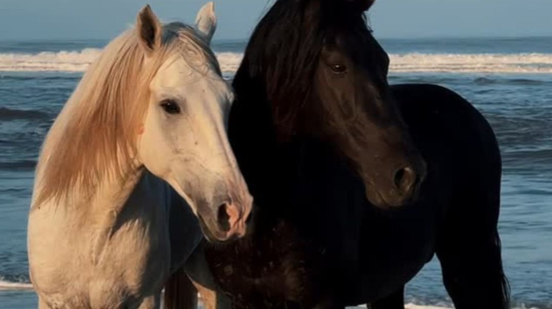 ⁣Cavalos muito lindos