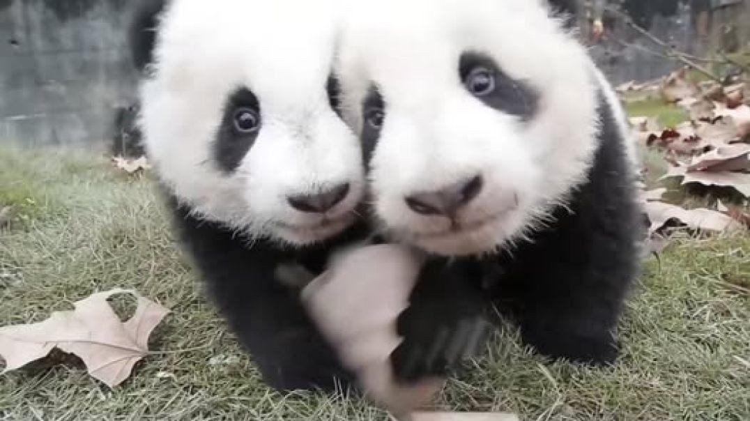 Filhotes de panda estão chegando com muita sorte!