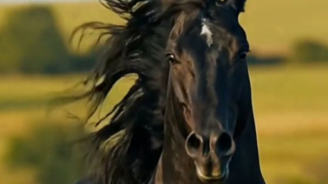 AASIF 😎PATHAN JAIPUR 🌹🖤🖤🐎🐎🐎🖤🖤🖤🌹MASHALLAH #viral #animelover #gots #reels #foryou #ins