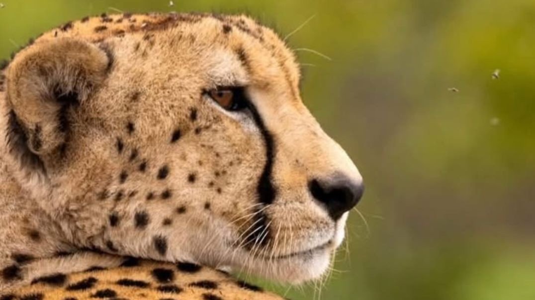 ⁣Há algo reconfortante em observar três guepardos juntos em Manyeleti.