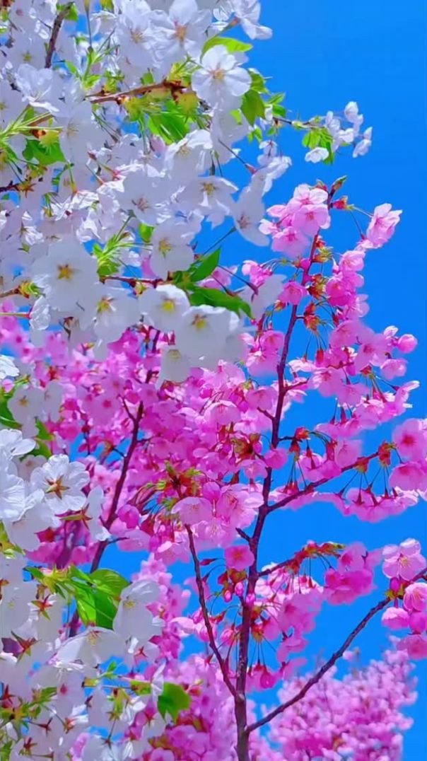 🌺💖 Lindas Flores ✨🌸💗💗