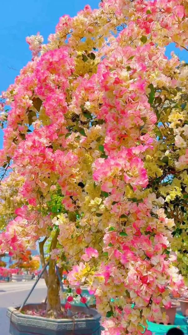 😍✨🌸😍🌺💖🌺😍✨🌸💖🌺✨