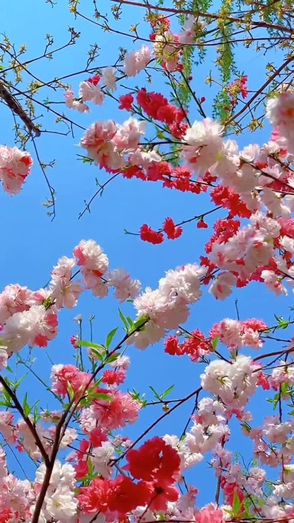 #flower #flowerlovers #plants  #flowerpower#flowerphotography