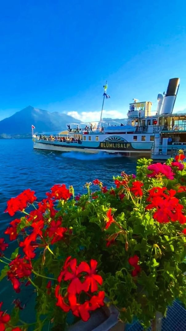 Lago Thun florido, Suíça🇨🇭🌹🌹 #suíça #flores #flor #suíço #flores🌸