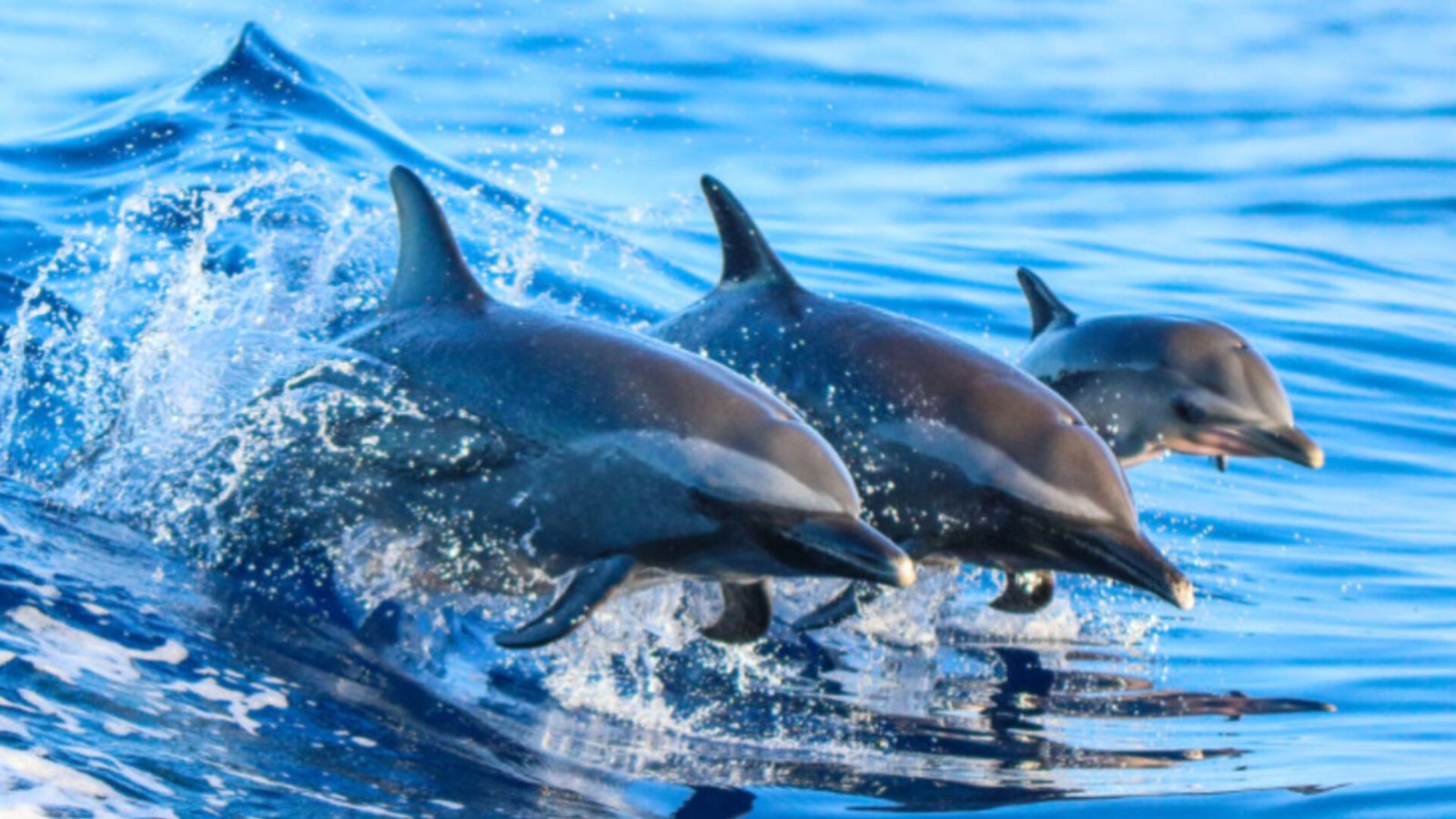 ⁣Um bando de golfinhos foram flagrados dando um verdadeiro show de beleza no litoral do Rio de Janeir