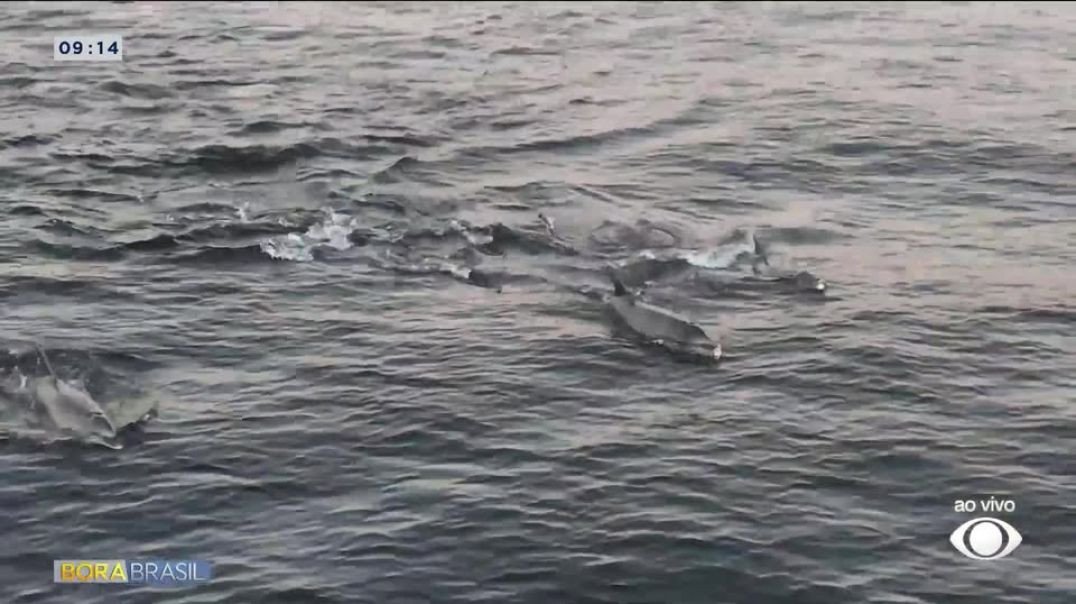 ⁣Um bando de golfinhos foram flagrados dando um verdadeiro show de beleza no litoral do Rio de Janeir