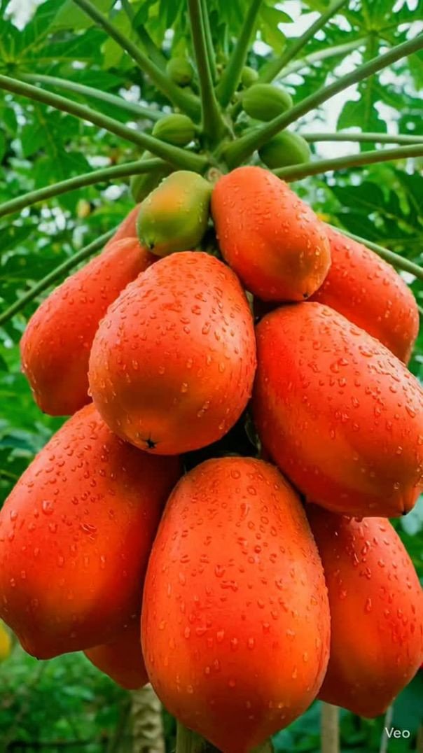 Plantação de Mamão Papaya!