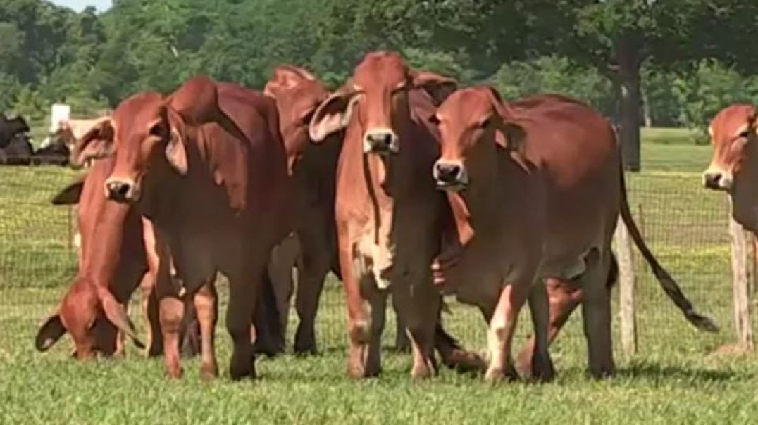 A produção de elite do Brahman Vermelho!!