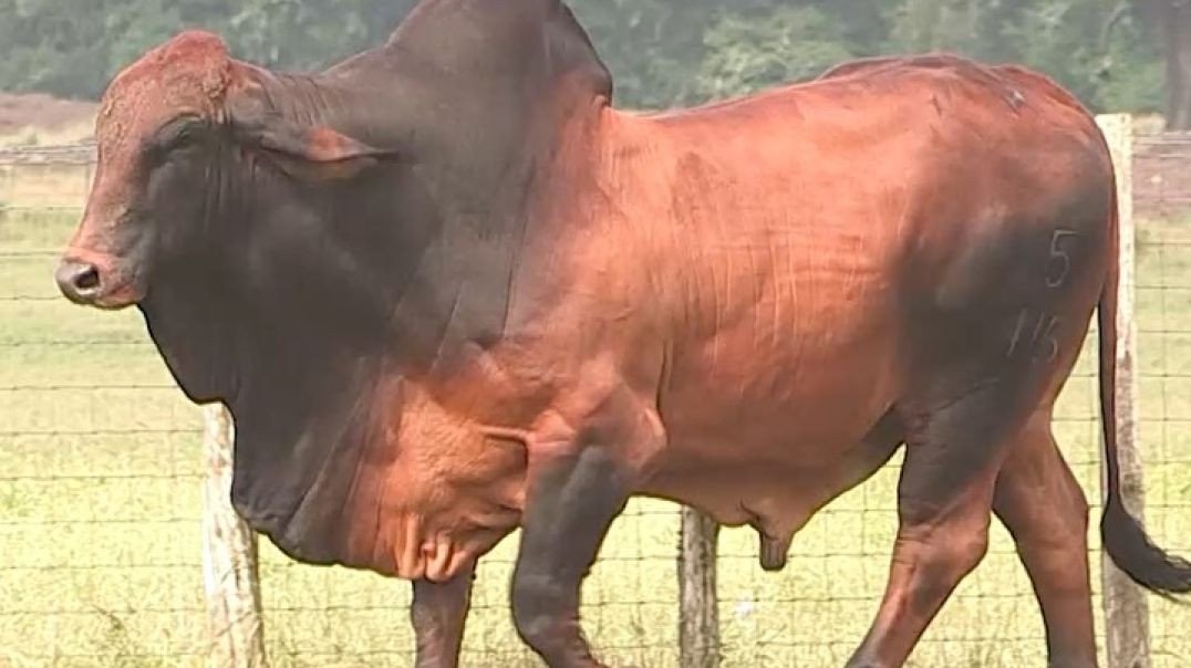 ⁣Boi ! Muito Lindo Reprodutor