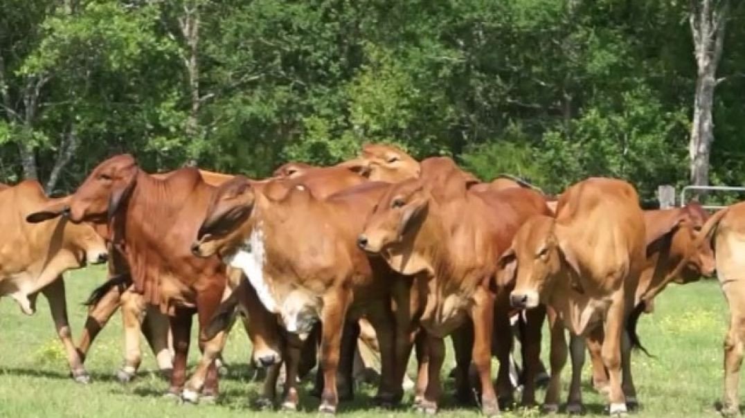 Bois ! fazenda Santa Fé