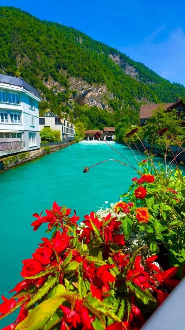 Flores e o fluxo do rio🌊💐🌼🌺 #suíça #flores #flor #suíço #flores🌸