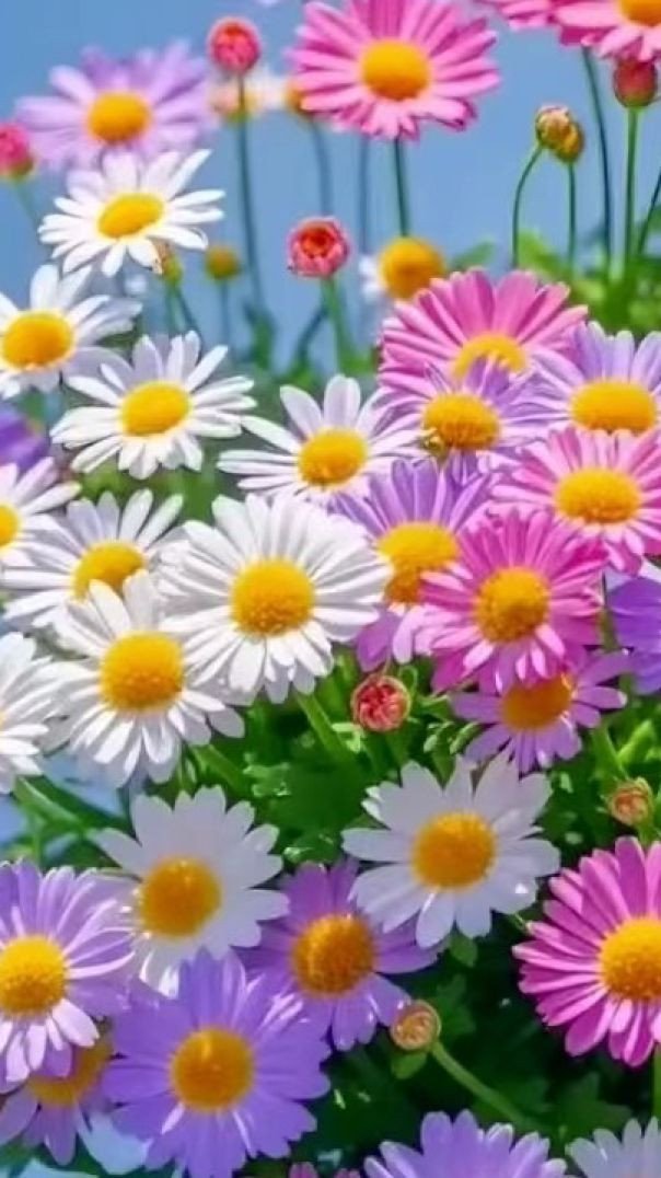 Lindas demais está flor ❤️