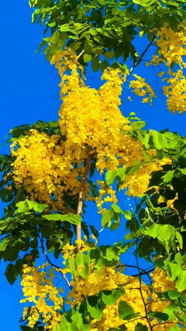 ✨🌸🥰💛 Flores Lindas ✨💛💛✨💛✨💗✨