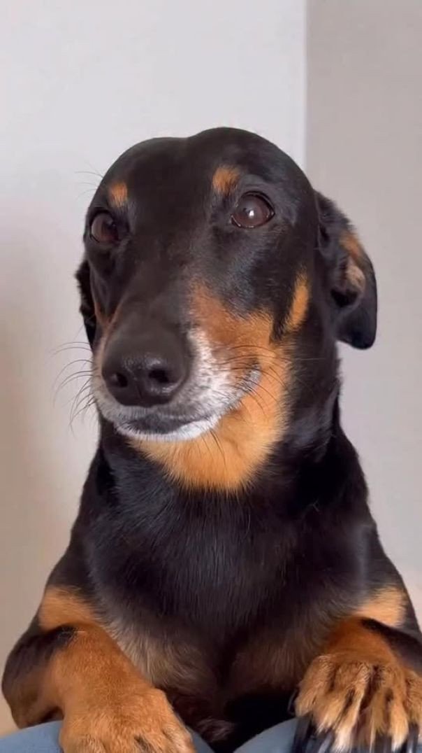 Carinha de sapeca...kkkk  lindeza