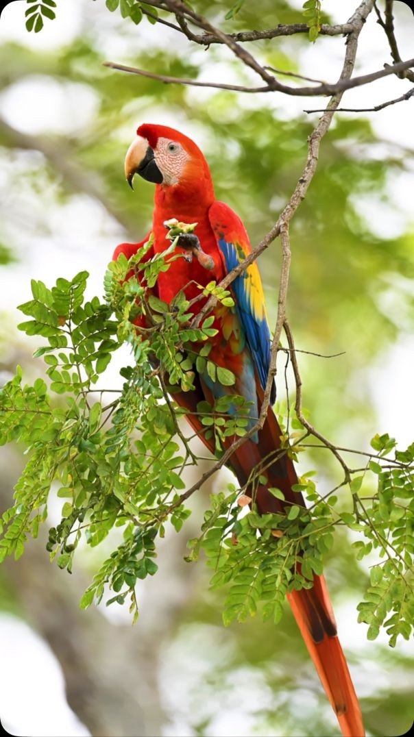 Arara Linda !