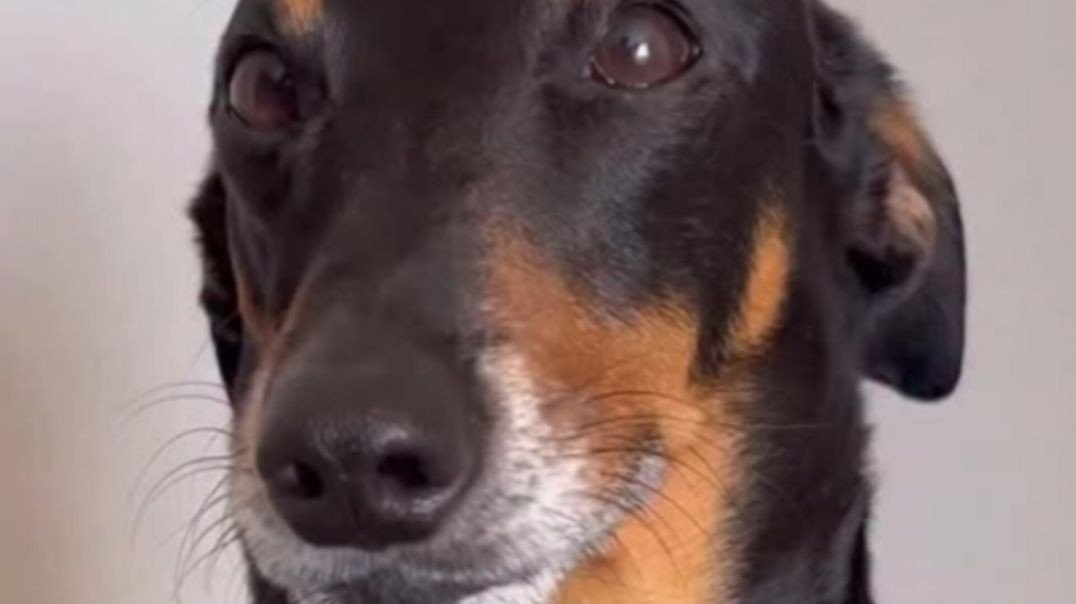 Carinha de sapeca...kkkk  lindeza