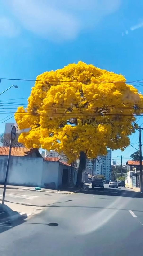 O ipê amarelo impressiona com suas flores amarelas radiantes