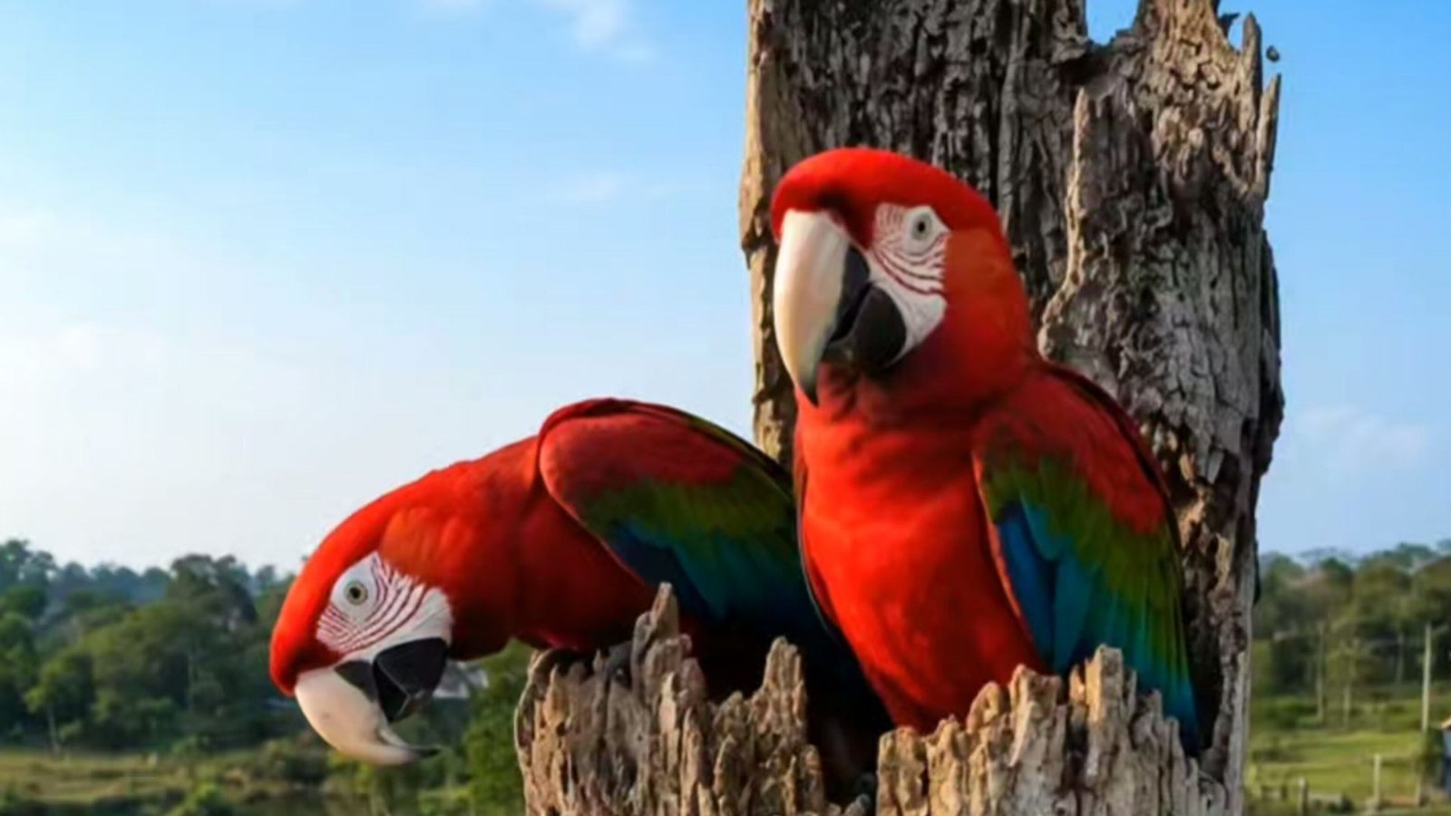 ⁣Um tronco velho pode ser muito mais importante do que parece. ❤️🌳 A arara-vermelha-grande (Ara chlor