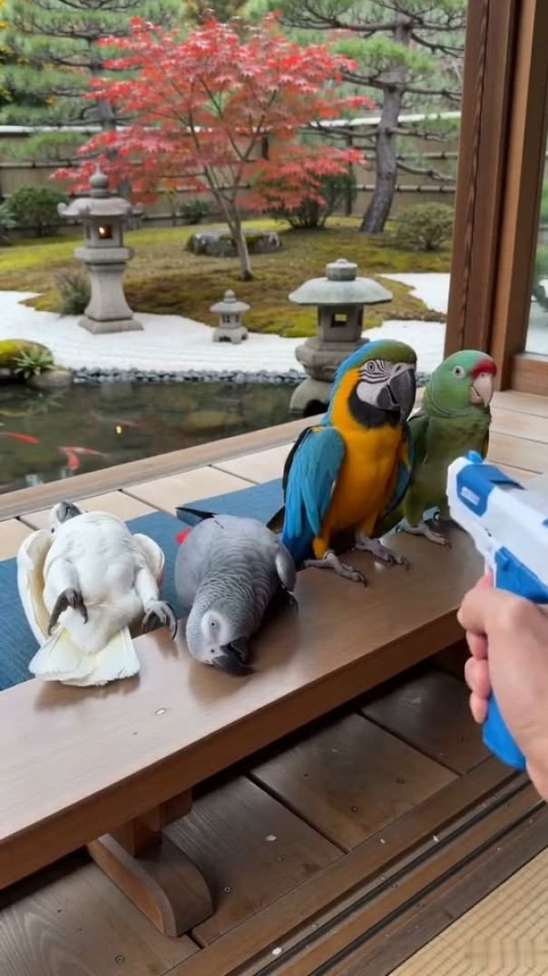 O último levou isso muito a sério 😂🦜