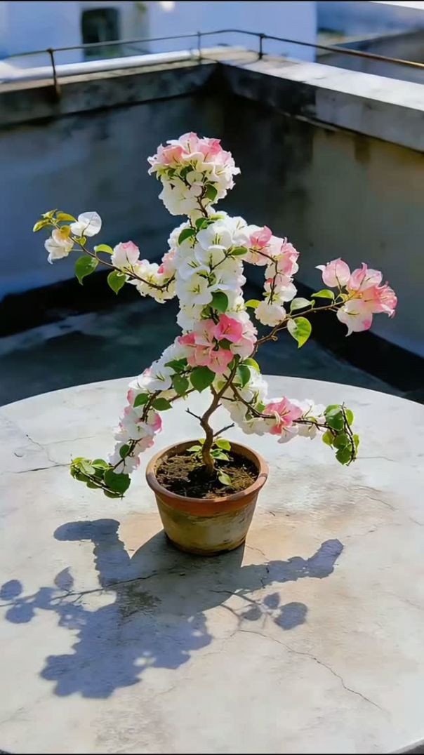 Um vasinho, uma linda flor e muita paz. 🌸🌿✨ Às vezes, as coisas mais simples criam os momentos mais 